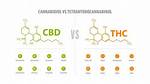 Thc and Cbd Content of the Tropicana Cookies Cannabis Strain