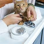 Unlocking the Secrets of Flawless Pet Grooming