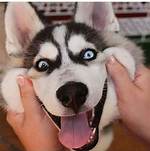 Unveiling the Charm of the Husky Smile